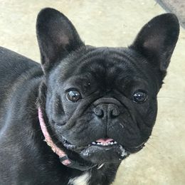 Boujee - French Bulldog
