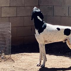 Pointers from Mythik Pointers