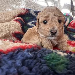 Leo - Apricot male Poodle puppy in Patterson, New York from Pixie Poodles