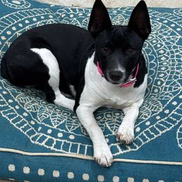 Ducky - Rat Terrier