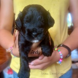 Andy - Black and tan male Schnoodle puppy in Sedalia, Missouri from Farmer Brown's Puppies