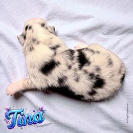 TINA - Blue Merle Female - Blue merle female Australian Shepherd puppy in Gainesville, Texas from Lady Luck Aussies