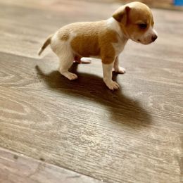 Chihuahua, Pomeranian, and Yorkshire Terrier Puppies from Pampered Pups Kennel