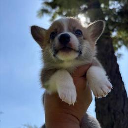 Yoshi (AKC) - Red male Pembroke Welsh Corgi puppy in Loma Linda, California from Osorio’s Corgis
