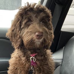 Kali - Goldendoodle