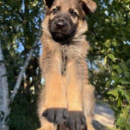 German Shepherd Puppies from Fancy GSDs