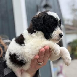 Justine - Parti female Goldendoodle puppy in Jacksonville, Florida from Dandelion Doodles