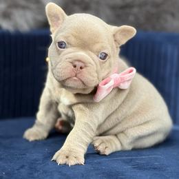Lucy - Tricolors female French Bulldog puppy in Hemet, California from Bowman Pups