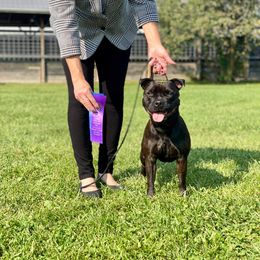 Staffordshire Bull Terrier All Grown Up from Freystaff Staffordshire Bull Terriers