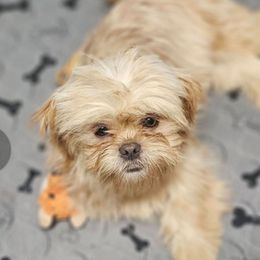 Teddy - Cream and white male Shih Tzu puppy in Victorville, California from RUMBLE n TUMBLE