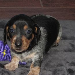 Cavalier King Charles Spaniels and Dachshunds from Lori's Cavalier King Charles Spaniels & Dachshunds