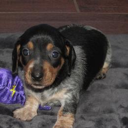 Cavalier King Charles Spaniels and Dachshunds from Lori's Cavalier King Charles Spaniels & Dachshunds