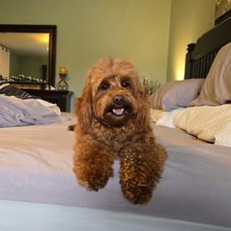 Rory - Goldendoodle