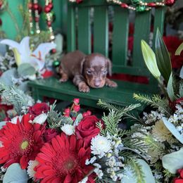 Chocolate and tan short hair - Chocolate and tan male Dachshund puppy in Wills Point, Texas from East Mini Dachshunds Texas