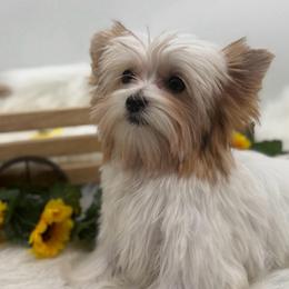 Orion - Parti male Yorkshire Terrier puppy in Benton, Illinois from Furry Tailz Yorkies