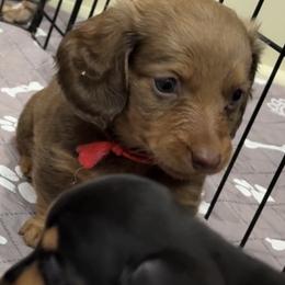 Red collar - Chocolate and tan male Dachshund puppy in Shawnee, Oklahoma from Magic Eagle Miniature Dachshunds