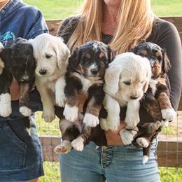 Bernedoodle and Goldendoodle Puppies from White Oak