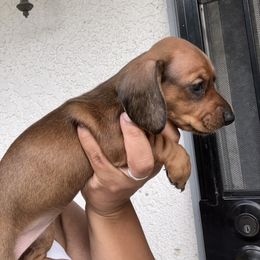 Girl 1 - Red female Dachshund puppy in Hemet, California from Loveable Doxie