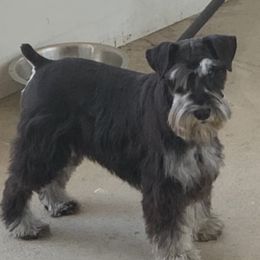 Sting - Miniature Schnauzer