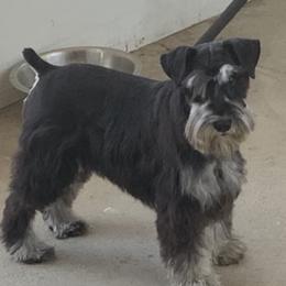 Sting - Miniature Schnauzer