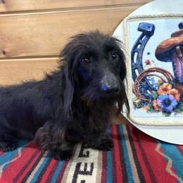 Rosie - Black female Dachshund puppy in Pleasant Plains, Arkansas from JGBs Dachshunds