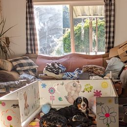 Bernese Mountain Dog Puppies from Baby Bear Bernese Kennel