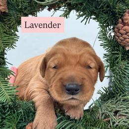 Lavender - Dark golden female Golden Retriever puppy in Windsor, California from Copper Tail Golden Retrievers
