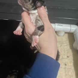 Puppy 1 - Blue merle male Australian Shepherd puppy in Wisconsin Dells, Wisconsin from Nicara kennel