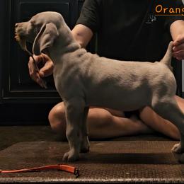 Orange Collar - Silver gray male Weimaraner puppy in Indiana from So-IN Weimaraner's