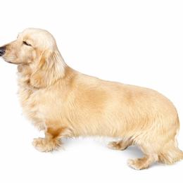 Goose - Dachshund