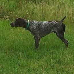 German Shorthaired Pointers from Kay Quaintance's German Shorthaired Pointers