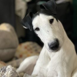 Smooth Fox Terriers from Tregoad Smooth Fox Terriers