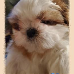 Shih Tzu Puppies from Trinity Shihtzu's So Calif