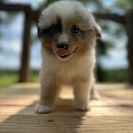 Rocky - Blue merle male Miniature Australian Shepherd puppy in Doddridge, Arkansas from Huddleston Farm