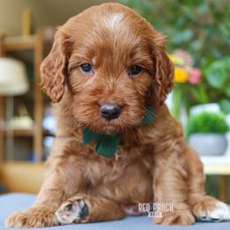 Tackle - Red  male Goldendoodle puppy in Salado, Texas from Red Ranch Dogs