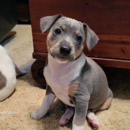 Rat Terrier Puppies from Country Rat Terriers