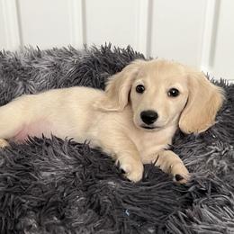 Dachshund Puppies from Dachshund Family Love Breeders