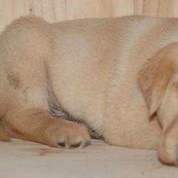 Beagle and Labrador Retriever Puppies from Badland Kennel
