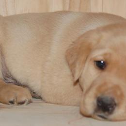 Beagle and Labrador Retriever Puppies from Badland Kennel
