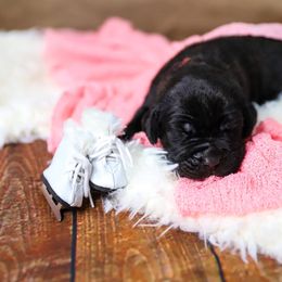 Katarina Whitt - Black female Cane Corso puppy in Beech Island, South Carolina from Relic Cane Corso