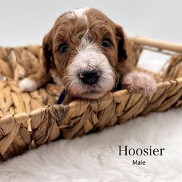 Hoosier - Red  male Goldendoodle puppy in Sunman, Indiana from Brunsman Country Doodles LLC