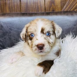 Gray - Red merle female Australian Shepherd puppy in Texas from Legendary Canines