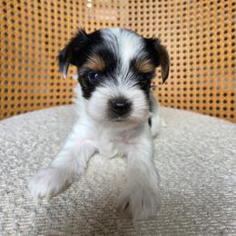 Bear (boy5) - Black tan and white male Biewer Terrier puppy in Las Cruces, New Mexico from De La Rosa Biewers