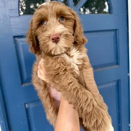 Roosevelt - Caramel male Australian Labradoodle puppy in Wesley Chapel, Florida from GWagz