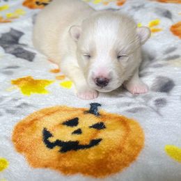 Girl2 - White female Pomsky puppy in Bolton, Connecticut from Elle Pomsky
