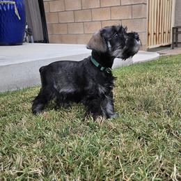 Male 1 - Salt and pepper male Miniature Schnauzer puppy in Chino, California from So Cal Schnauzer