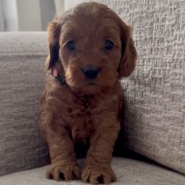 Binky - Red female Cockapoo puppy in Draper, Utah from Mair Family