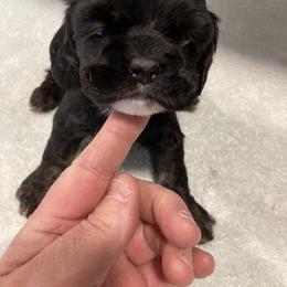 Girl 3 - Black and tan female Cocker Spaniel puppy in Rising Sun, Maryland from Palmtree Cockers