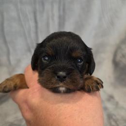 June - Black and tan female Cavalier King Charles Spaniel puppy in Romeoville, Illinois from KonopkaKennelsLLC