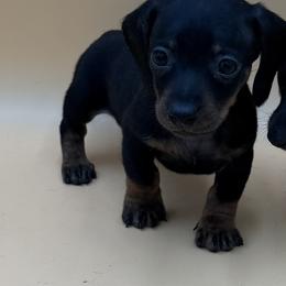 Elf - Black and tan male Dachshund puppy in Porterville, California from Desert Dynasty